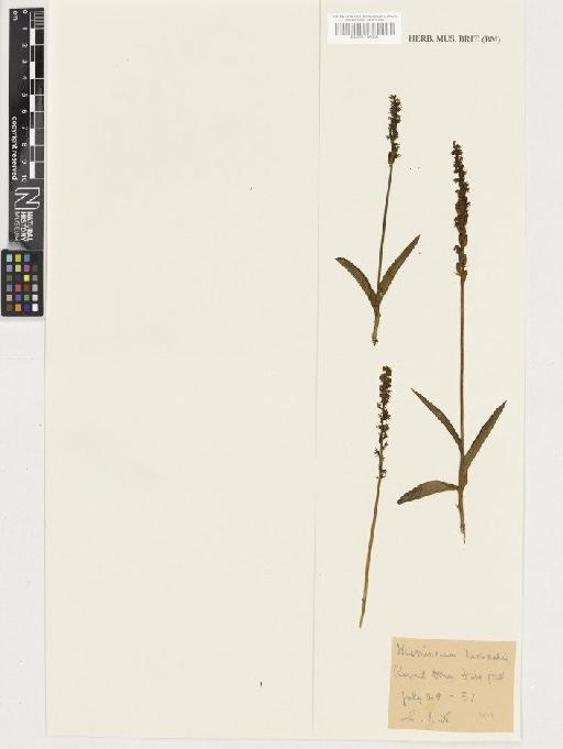 Herminium monorchis (L.) R.Br. - BM001116956