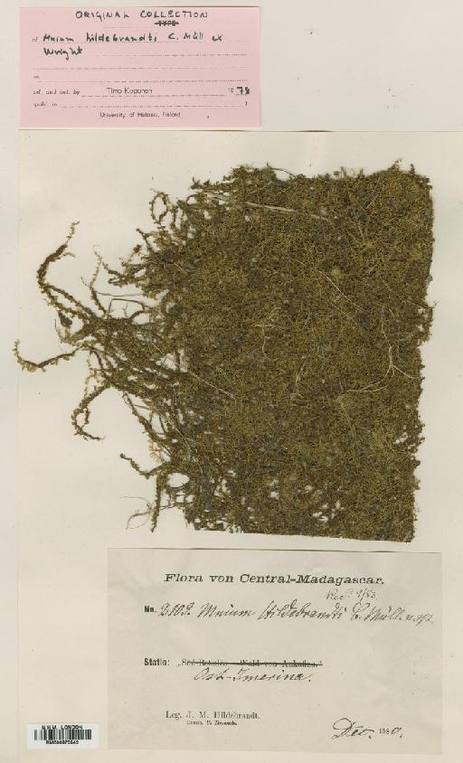 Plagiomnium rhynchophorum (Hook.) T.J.Kop. - BM000870942