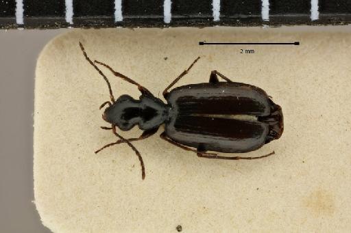Syntomus parallelus (Ballion, 1871) - 2017-03-24 12-04-46 (C)-Syntomus-paralellus-NHMUK010580500