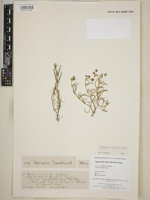 Spergularia marina (L.) Griseb. - BM013391989