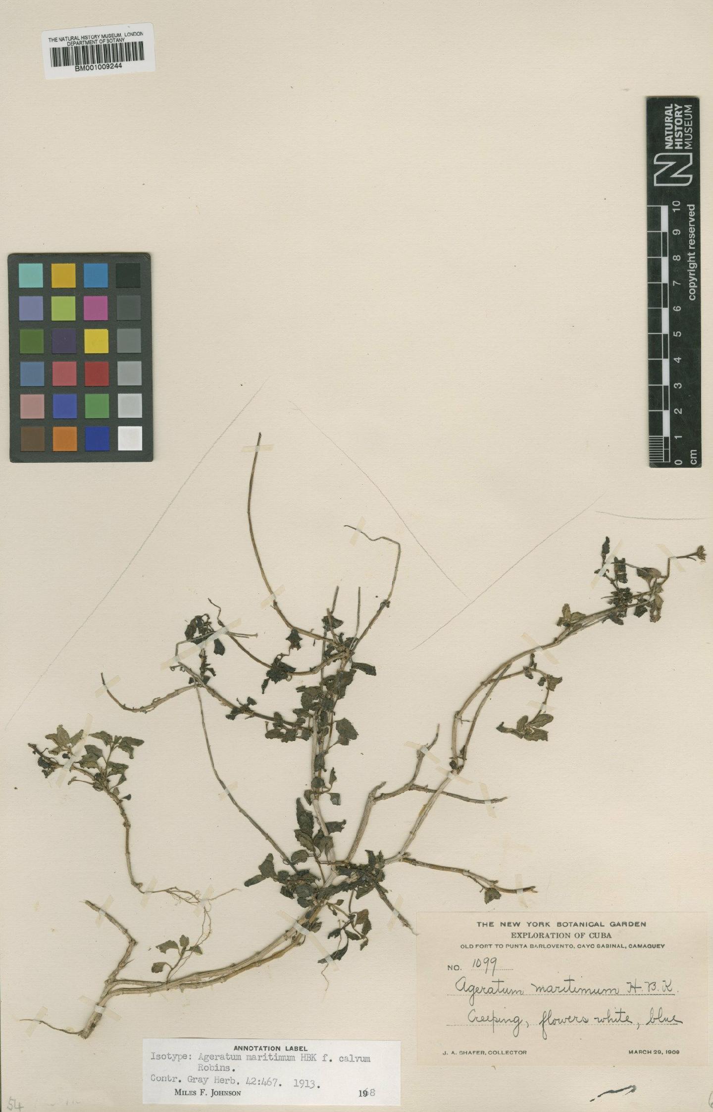 To NHMUK collection (Ageratum maritimum f. calvum B.L.Rob.; Isotype; NHMUK:ecatalogue:561397)