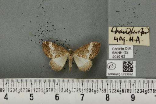 Perizoma affinitata (Stephens, 1831) - BMNHE_1793020_370416