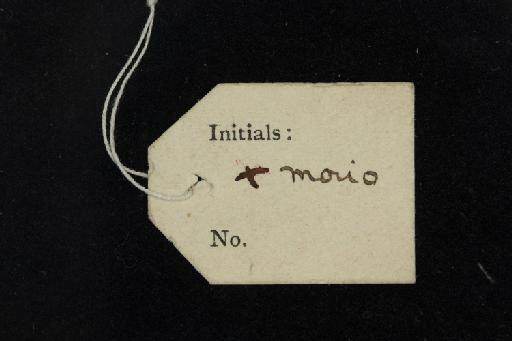 Rhinolophus morio Gray, 1842 - 1840_5_14_36-Rhinolophus_morio-Type-Skull-label_reverse