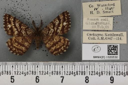 Ematurga atomaria (Linnaeus, 1758) - BMNHE_1920530_486406