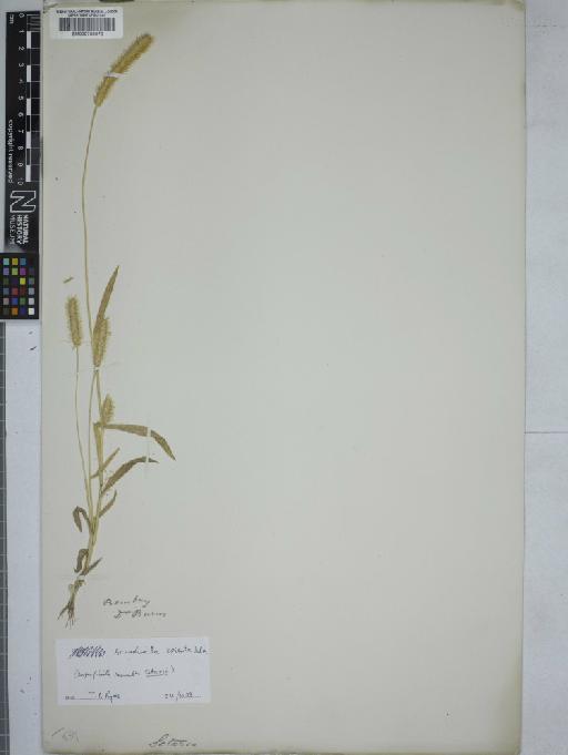 Setaria P.Beauv. - 000759070