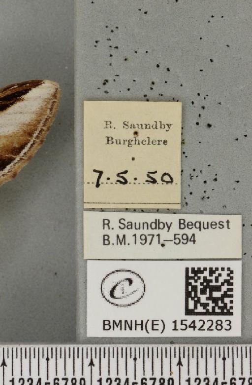 Pheosia gnoma (Fabricius, 1777) - BMNHE_1542283_label_246005