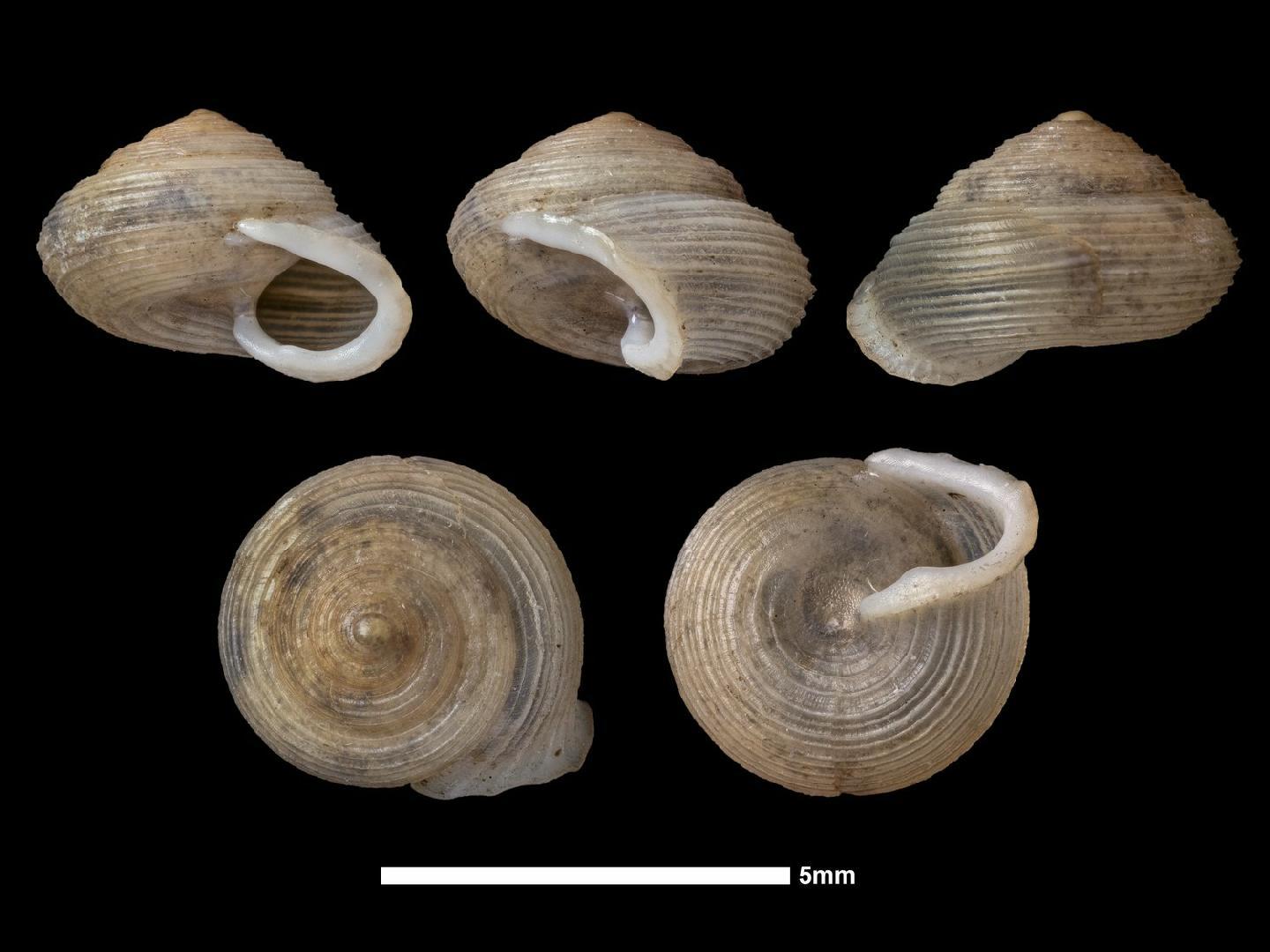 To NHMUK collection (Helicina rusticella Morelet, 1849; SYNTYPE(S); NHMUK:ecatalogue:7787788)