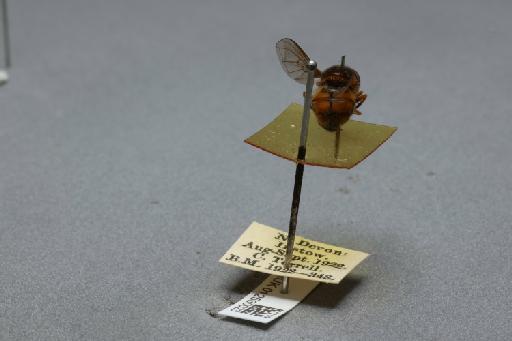 Rhingia campestris Meigen, 1822 - 012530023_additional_1