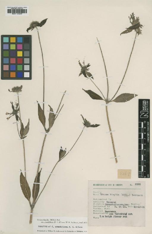 Crusea hispida subsp. grandiflora (Paul G.Wilson) Borhidi - BM001009082
