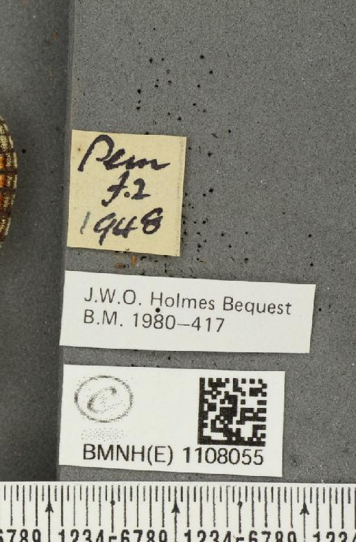 Euphydryas aurinia (Rottemburg, 1775) - BMNHE_1108055_label_48447