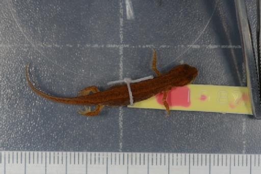 Triturus vulgaris schmidtleri raxworthy - Image of specimen 1987.1038