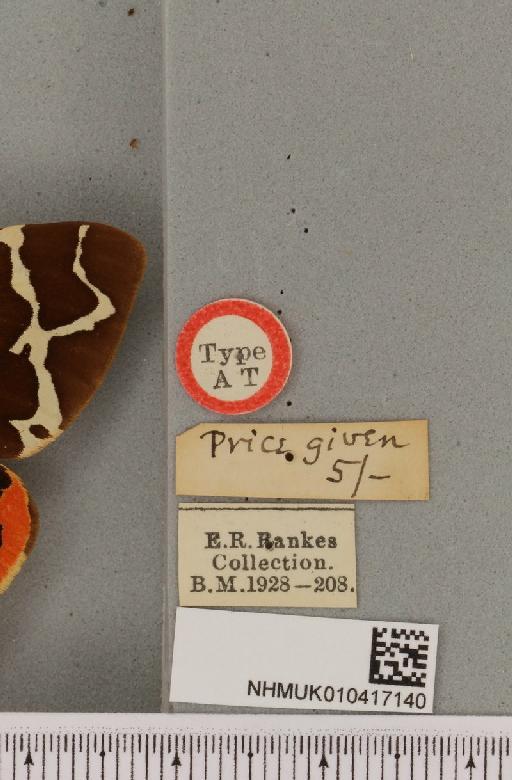 Arctia caja ab. discojuncta Cockayne, 1947 - NHMUK_010417140_a_label_529565