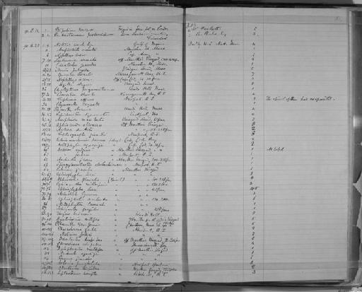 Leptasterias compta (Stimpson, 1862) - Zoology Accessions Register: Annelida & Echinoderms: 1884 - 1923: page 51