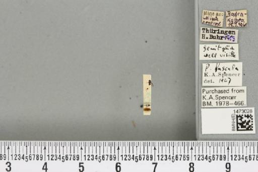 Chromatomyia fuscula (Zetterstedt, 1838) - BMNHE_1473028_48300