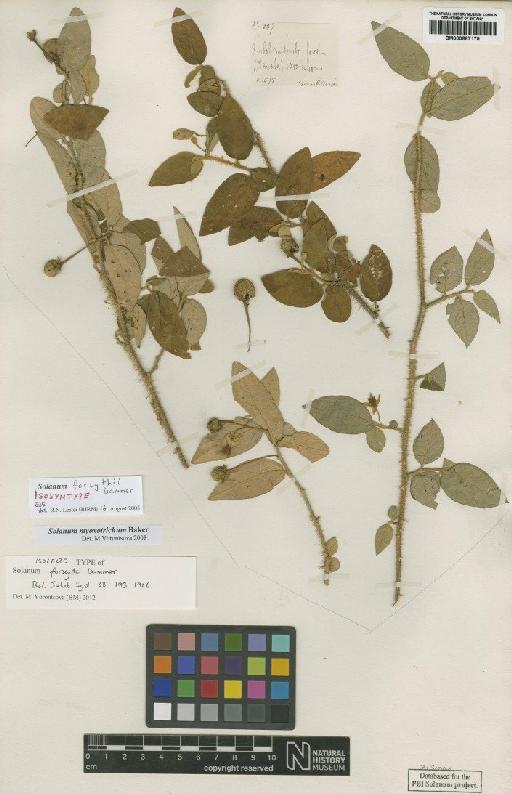 Solanum myoxotrichum Baker - BM000887178