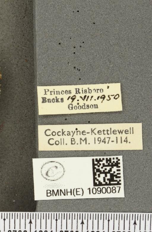 Pyronia tithonus britanniae ab. tithonellus Strand, 1912 - BMNHE_1090087_label_439
