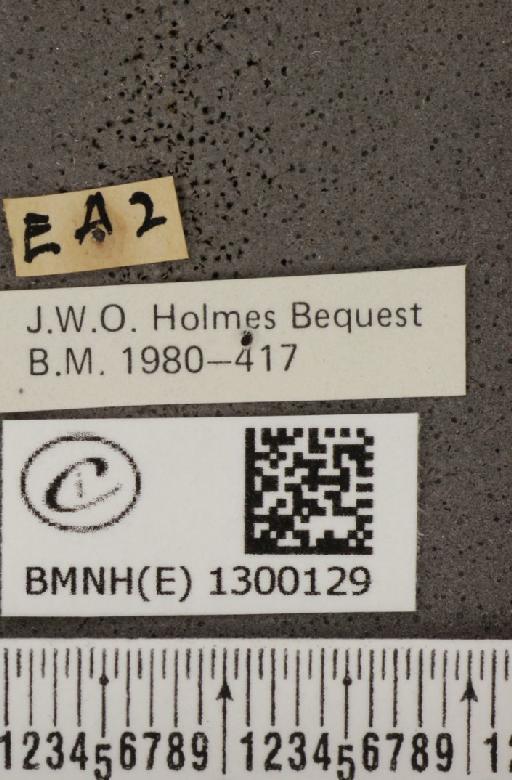 Polyommatus icarus (Rottemburg, 1775) - BMNHE_1300129_label_148805
