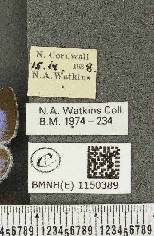 Celastrina argiolus britanna (Verity, 1919) - BMNHE_1150389_label_111810