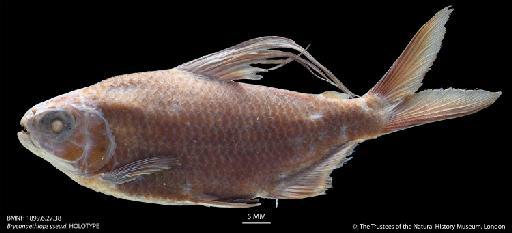 Bryconaethiops yseuxi Boulenger, 1899 - BMNH 1899.6.27.38 Bryconaethiops yseuxi, HOLOTYPE