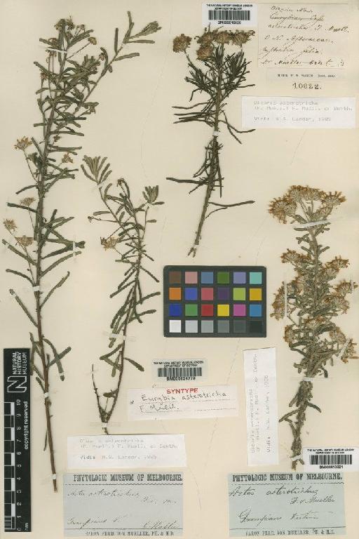 Olearia asterotricha (F.Muell.) F.Muell. ex Benth. - BM000810620