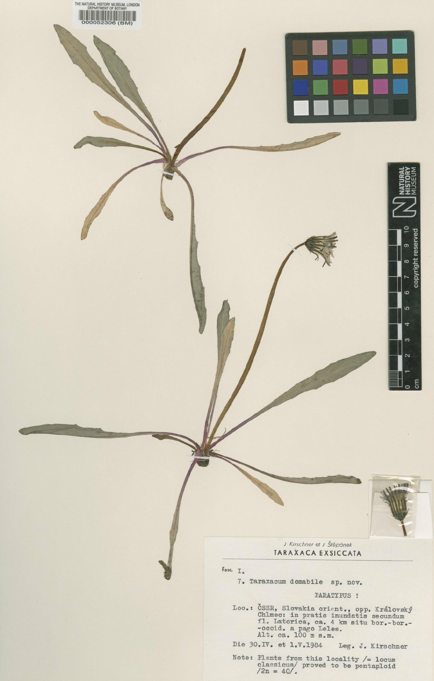To NHMUK collection (Taraxacum domabile Kirschner & Št?pánek; Paratype; NHMUK:ecatalogue:4710059)