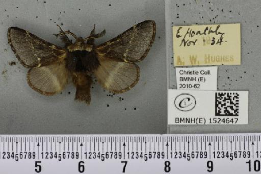 Poecilocampa populi (Linnaeus, 1758) - BMNHE_1524647_189447