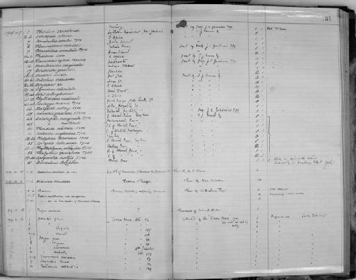 Chromodoris sykesii Eliot, 1904 - Zoology Accessions Register: Mollusca: 1911 - 1924: page 185