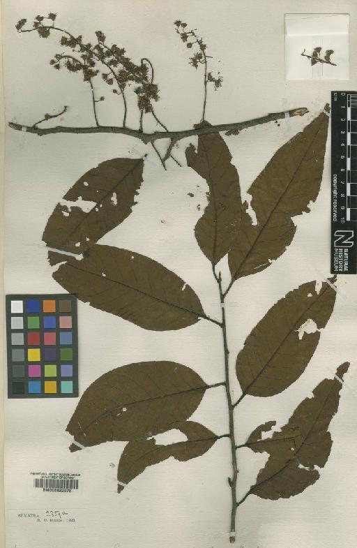 Prunus L. - BM000622078