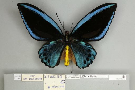 Ornithoptera priamus urvillianus Guérin-Méneville, 1829 - 013604589__