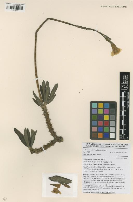 Pachypodium rosulatum Baker - BM001122387