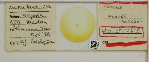 Coccus moorei Hodgson, 2021 - 014316097__