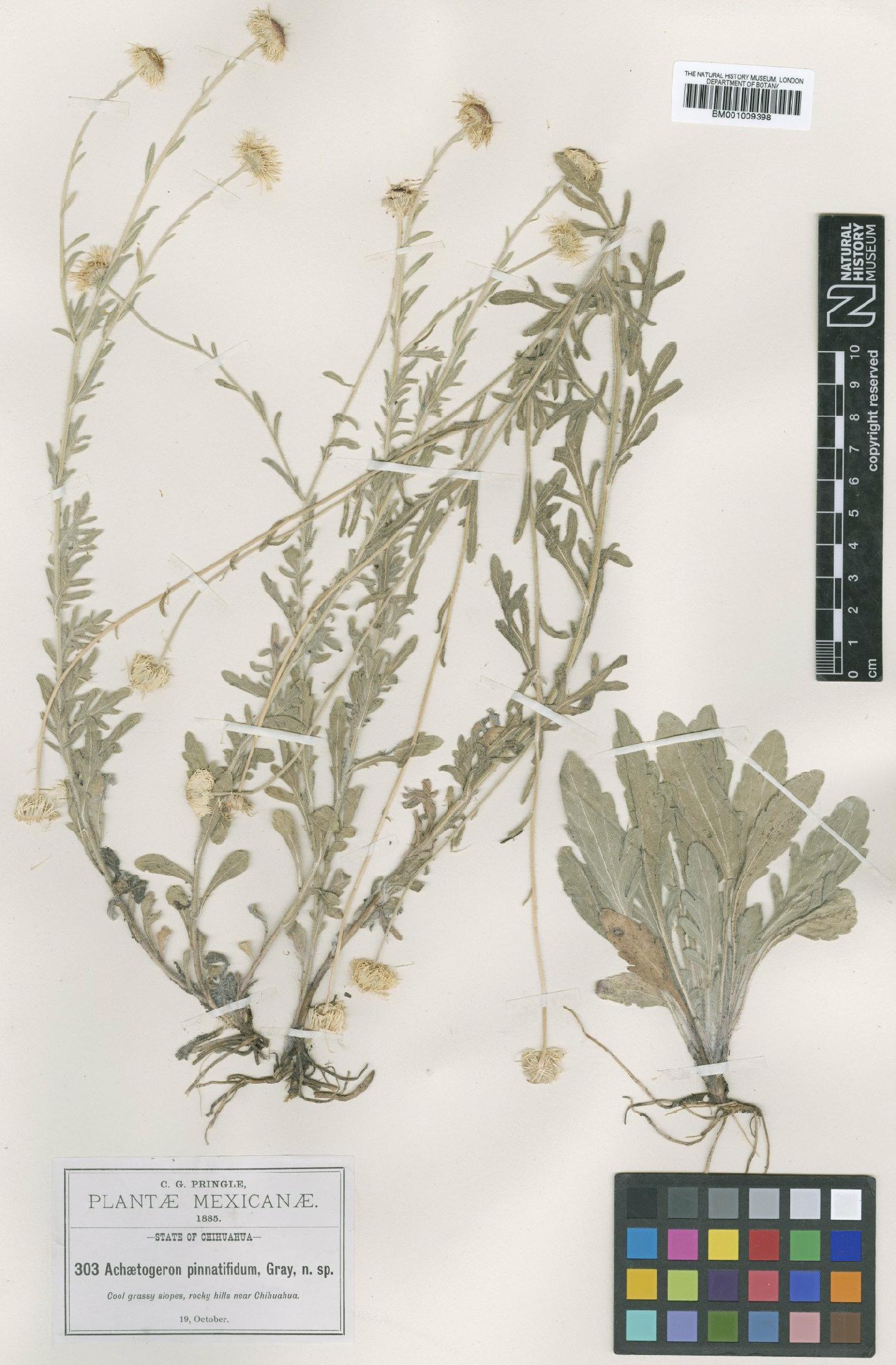 To NHMUK collection (Achaetogeron pinnatifidus A.Gray; TYPE; NHMUK:ecatalogue:609250)