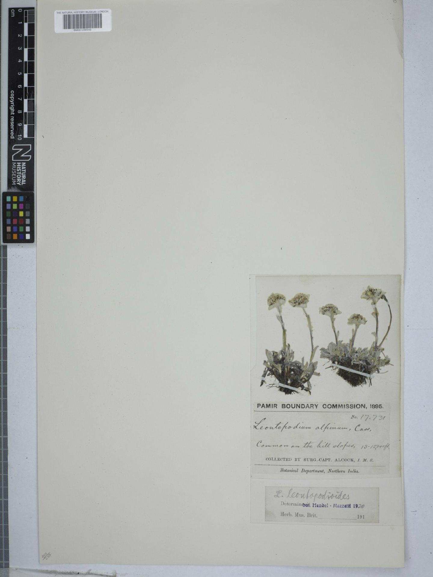 To NHMUK collection (Leontopodium leontopodioides (Willd.) Beauverd; NHMUK:ecatalogue:9151435)