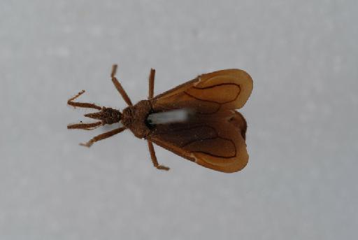 Tribelocephala orientalis Schouteden, 1909 - BMNH(E)1255011_Tribelocephala orientalis_Type H