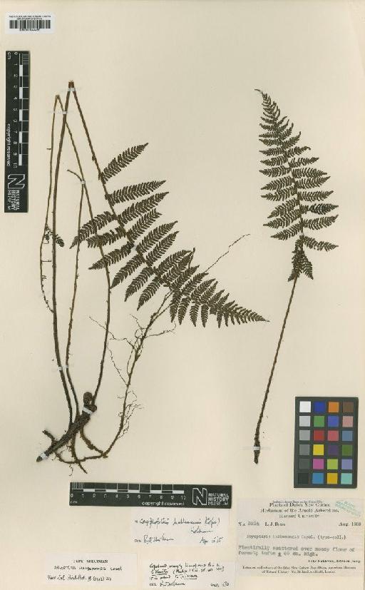 Coryphopteris habbemensis (Copel.) Holttum - BM001044450