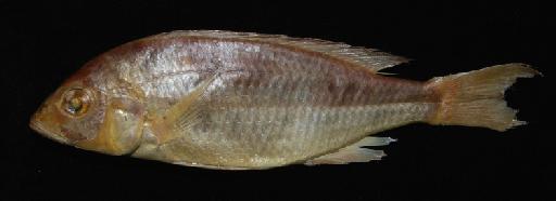 Haplochromis decorus Trewavas, 1935 - BMNH 1935.6.14.1651-1654, LECTOTYPE & PARALECTOTYPES, Haplochromis decorus