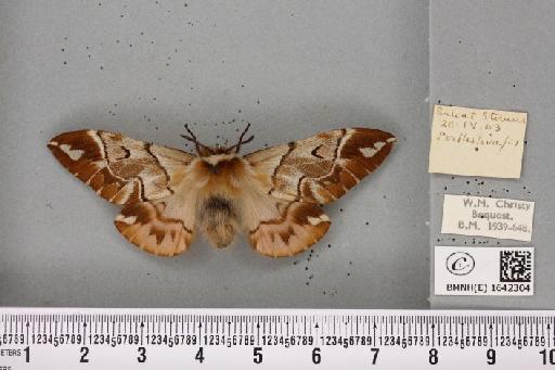 Endromis versicolora (Linnaeus, 1758) - BMNHE_1642304_240267