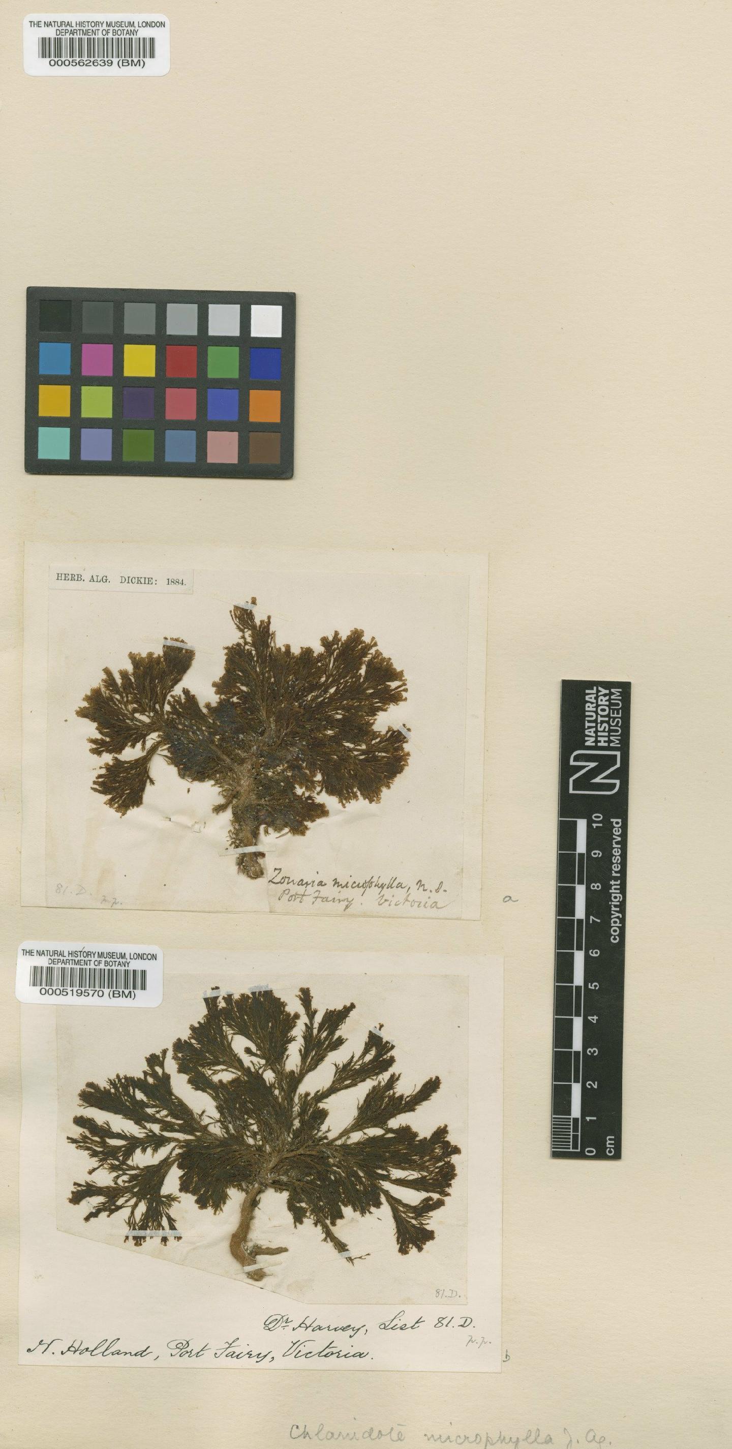 To NHMUK collection (Chlanidophora microphylla (Harvey) Agardh; Isotype; NHMUK:ecatalogue:4721163)