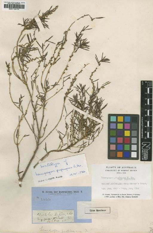 Leucopogon propinquus R.Br. - BM001040180