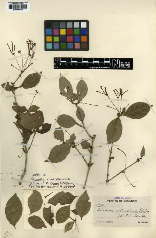 Chomelia ecuadorensis (K.Schum. & K.Krause) Steyerm. - BM000832378