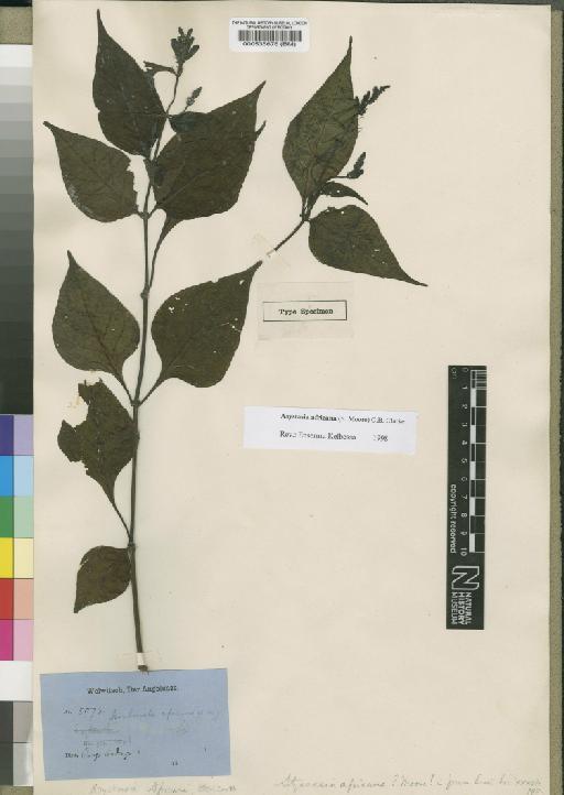 Asystasia africana Moore - BM000535676