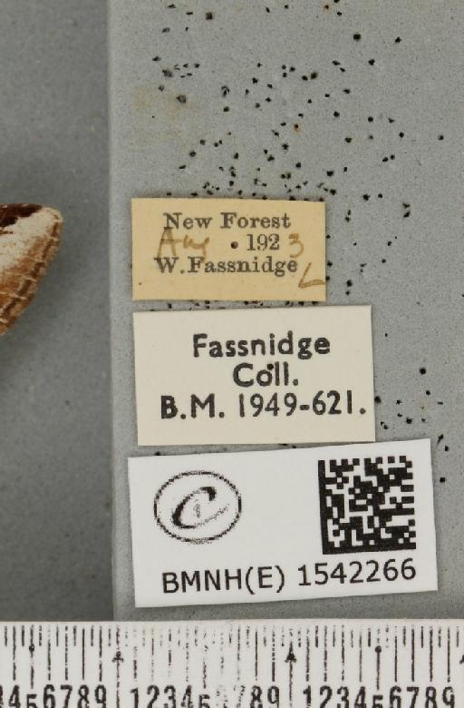 Pheosia gnoma (Fabricius, 1777) - BMNHE_1542266_label_245988