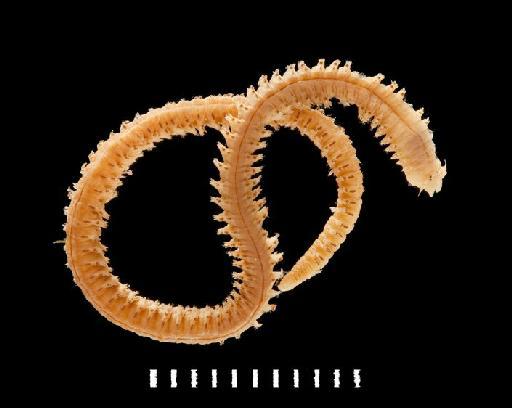 Nereis chingrighattensis Fauvel, 1932 - Polychaete type specimen; Nereidae; 1938.5.7.26 view 1