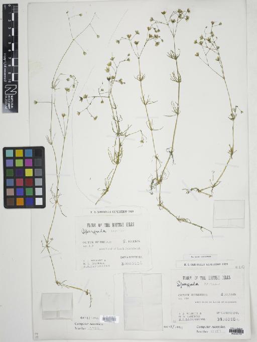 Spergula arvensis L. - 000690532