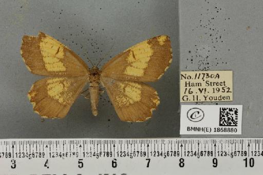 Angerona prunaria ab. corylaria Thunberg, 1781 - BMNHE_1868880_441335