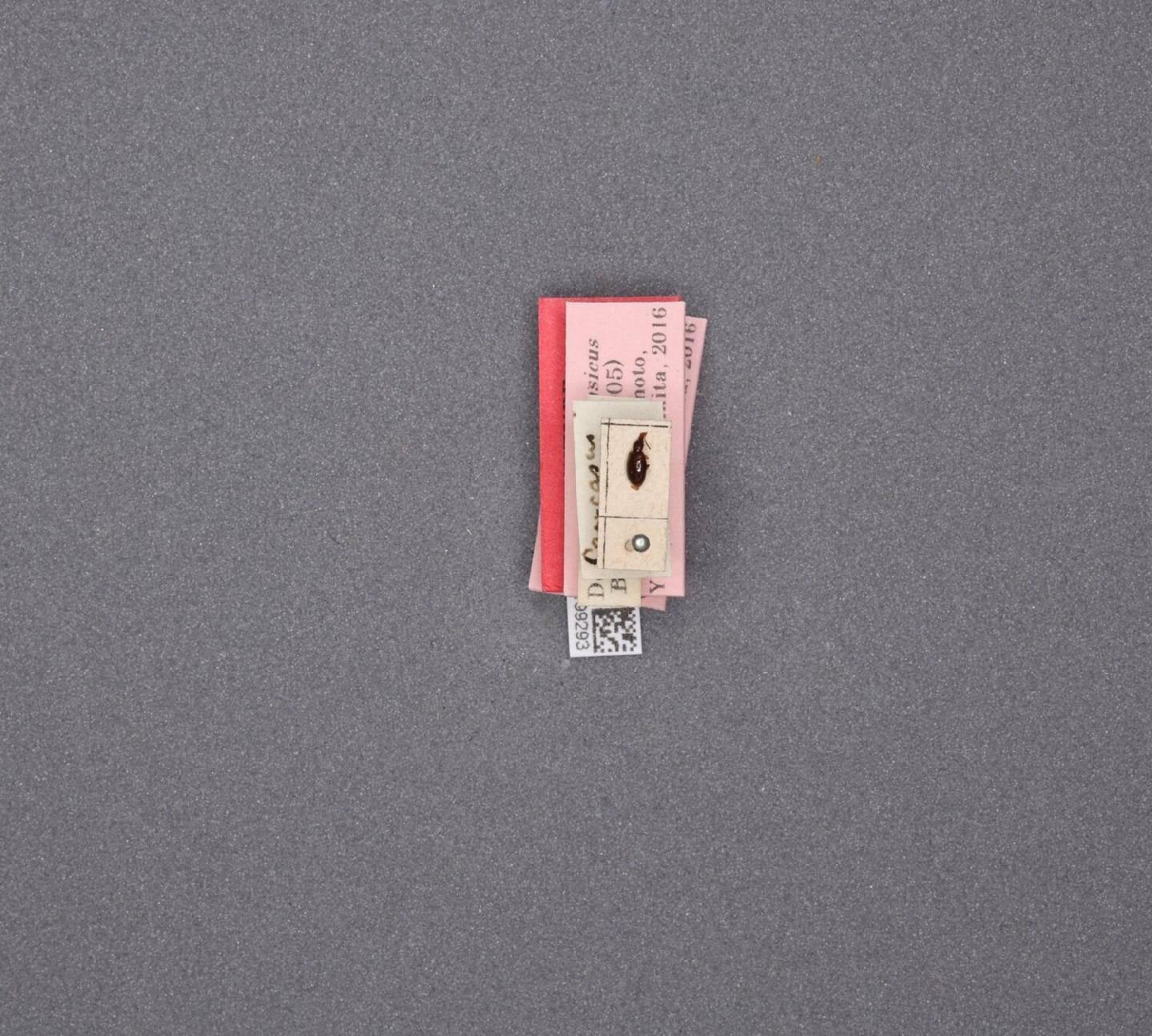 Salpingus thumbnail