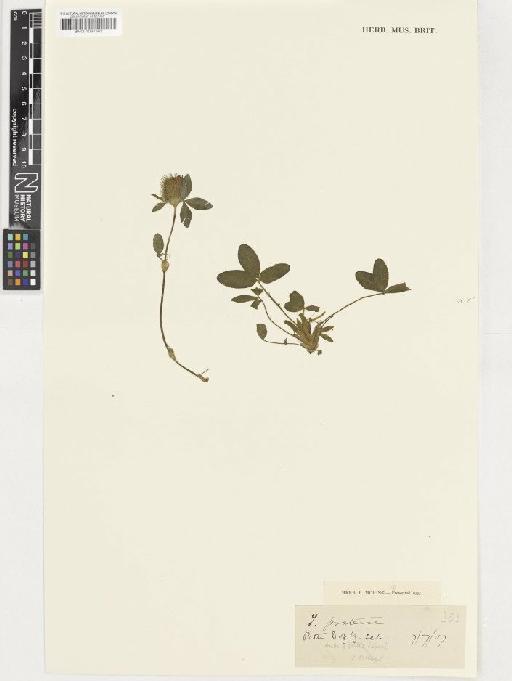 Trifolium pratense L. - BM001037562