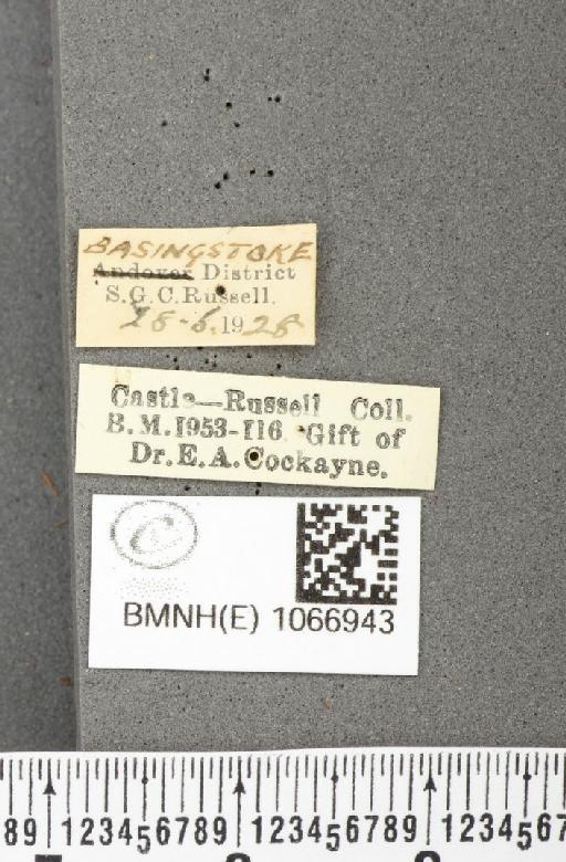 Lasiommata megera ab. reducta Hofer, 1920 - BMNHE_1066943_label_30111