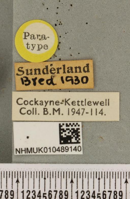 Abrostola tripartita ab. plumbea Cockayne, 1947 - NHMUK_010489140_label_552030