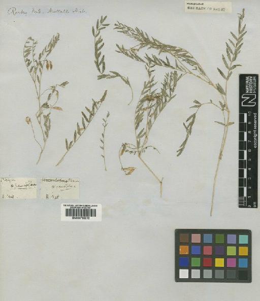 Astragalus leptaleus A.Gray - BM000793313 (2)